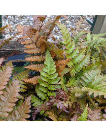 Dryopteris erythrosora Brilliance (2lt)