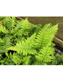 Dryopteris filix-mas (5lt)