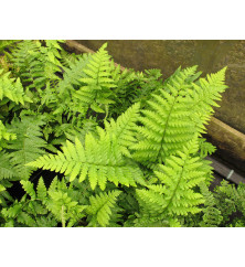 Dryopteris filix-mas (7.5lt)