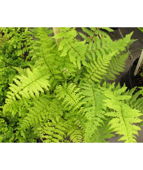 Dryopteris filix-mas Barnesii (1.5lt) Dryopteris filix-mas Barnesii (1.5lt)