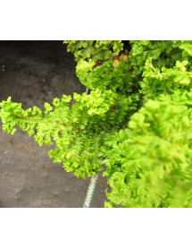Dryopteris filix-mas Crispa Cristata (1lt)