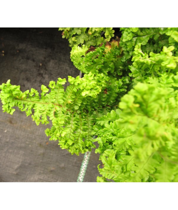 Dryopteris filix-mas Crispa Cristata (1.5lt) Dryopteris filix-mas Crispa Cristata (1.5lt)