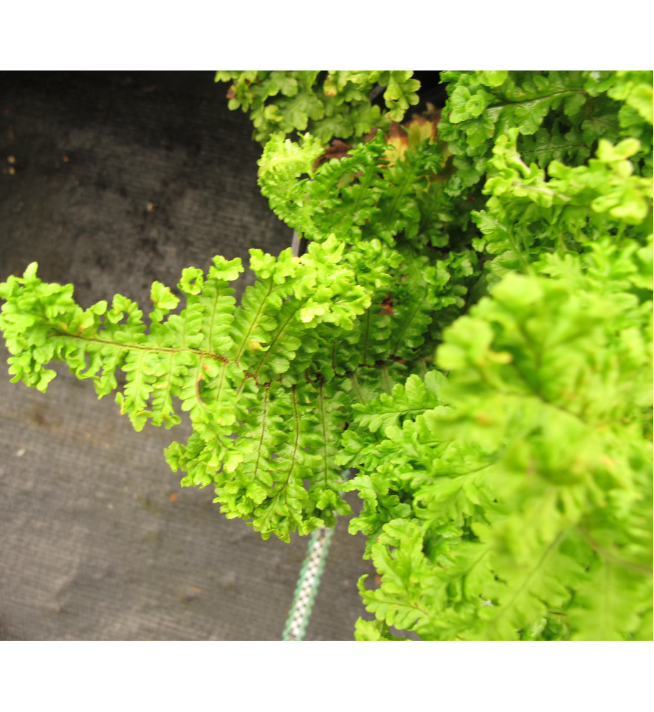 Dryopteris filix-mas Crispa Cristata (1lt)