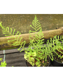 Dryopteris filix-mas Linearis Polydactyla (1lt)