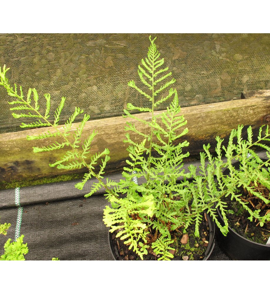 Dryopteris filix-mas Linearis Polydactyla (1lt)