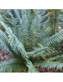 Dryopteris wallichiana (3lt) Dryopteris wallichiana (3lt)