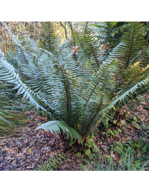 Dryopteris wallichiana (1.5lt)
