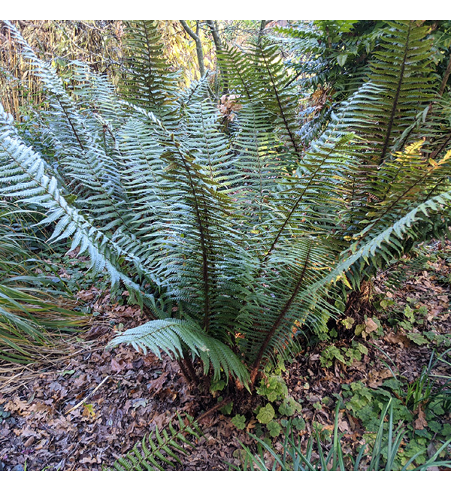 Dryopteris wallichiana (1.5lt)
