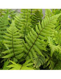 Dryopteris wallichiana (1.5lt)