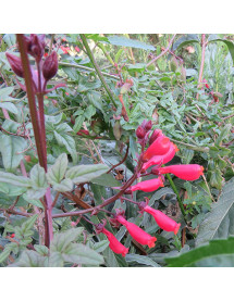 Eccremocarpus scaber Red Form (2lt)