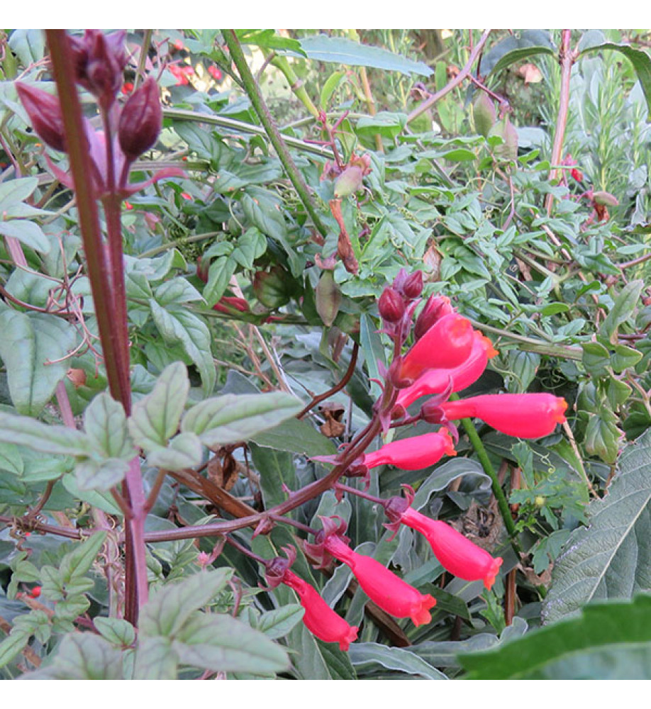 Eccremocarpus scaber Red Form (2lt)