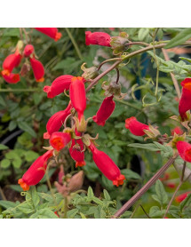 Eccremocarpus scaber Red Form (2lt)