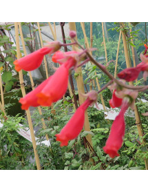 Eccremocarpus scaber Red Form (2lt)