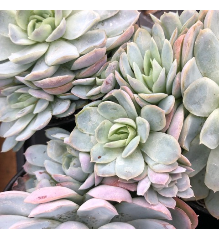 Echeveria elegans (0.8lt)