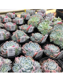 Echeveria elegans (0.8lt)