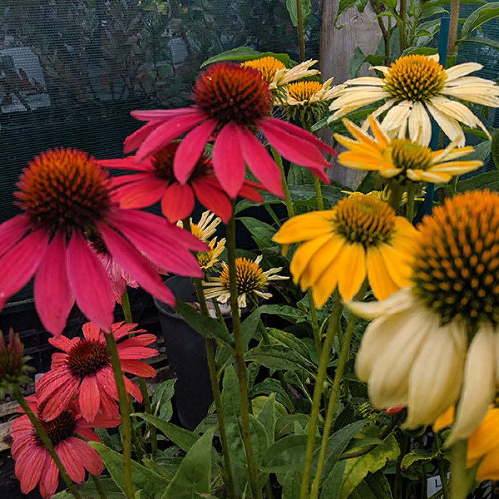 Echinacea Cheyenne Spirit (1lt)