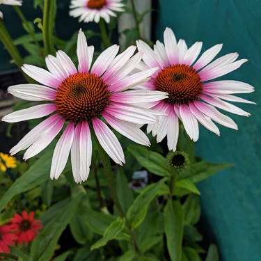 Garden Jobs July 2022