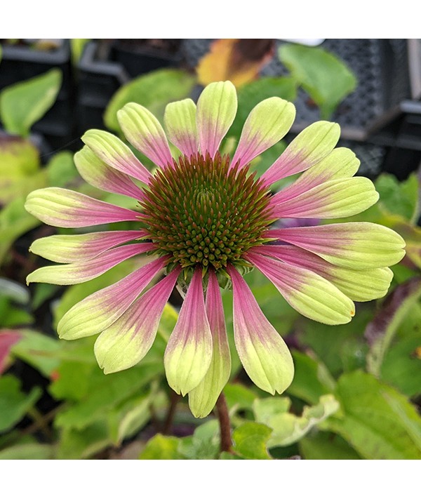 Echinacea Green Twister (0.8lt)