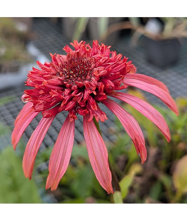 Echinacea Guava Ice (1.5lt)