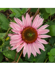 Echinacea sunseekers Salmon (3lt)