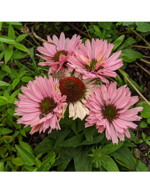 Echinacea sunseekers Salmon (3lt)