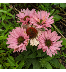 Echinacea sunseekers Salmon (3lt)