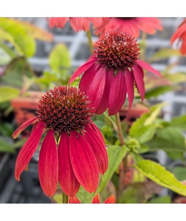 Echinacea purpurea Lakota Red (9cm)