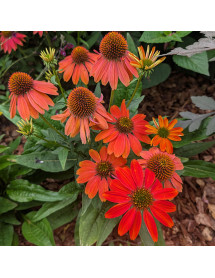 Echinacea purpurea Lakota Red (2lt)