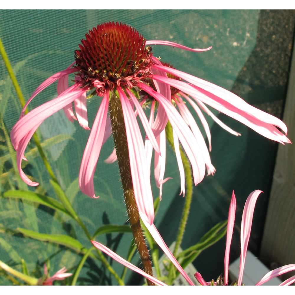 Echinacea pallida (1lt)