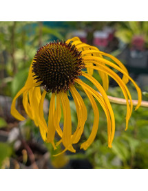 Echinacea paradoxa (1lt) Echinacea paradoxa (1lt)