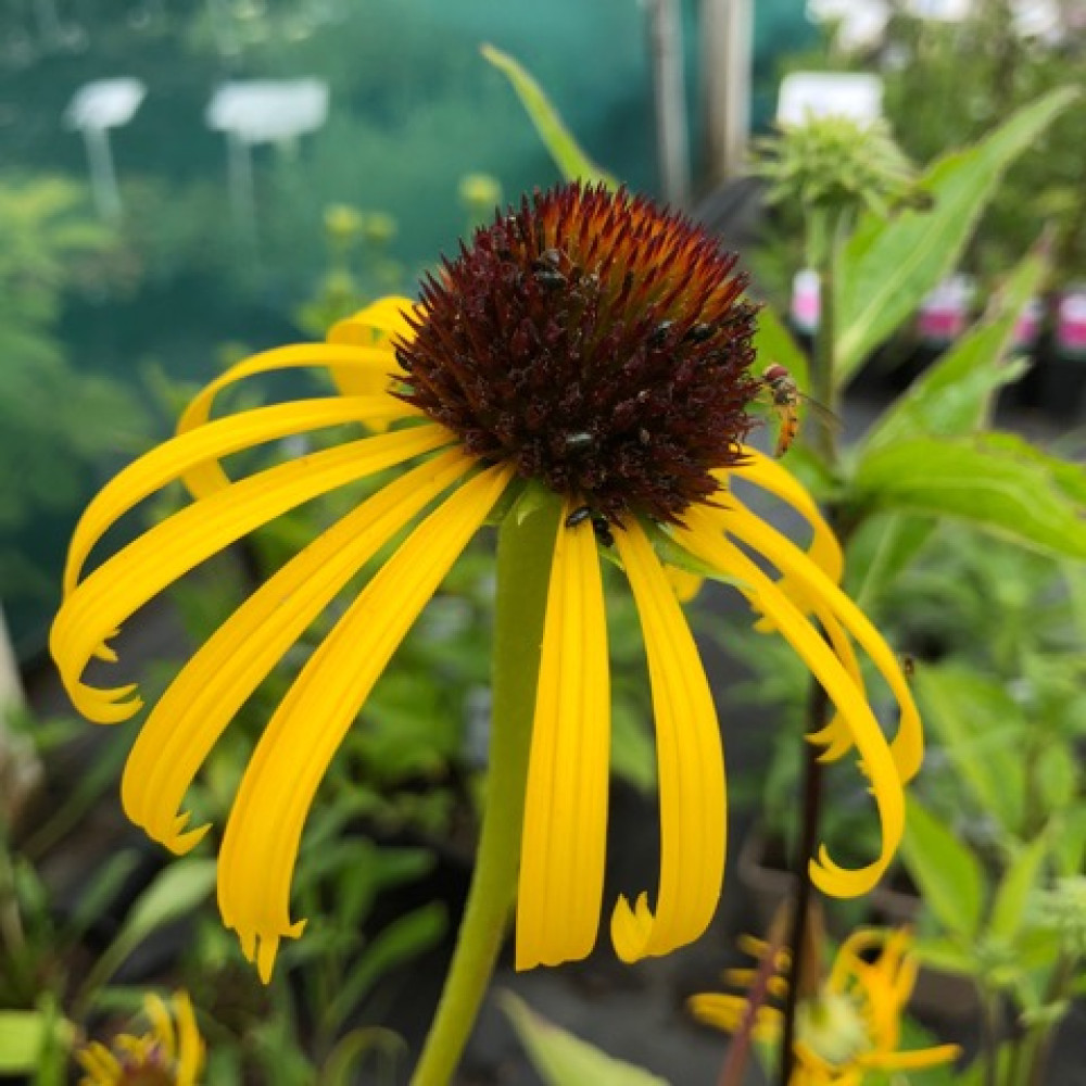 Echinacea paradoxa (1lt)