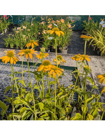 Echinacea purpurea Prairie Blaze Golden Yellow (1.5lt)