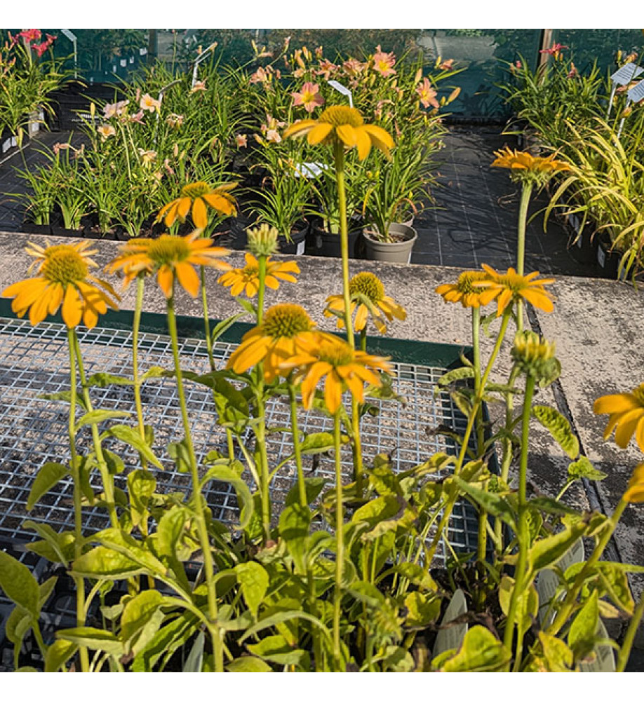 Echinacea purpurea Prairie Blaze Golden Yellow (1.5lt)