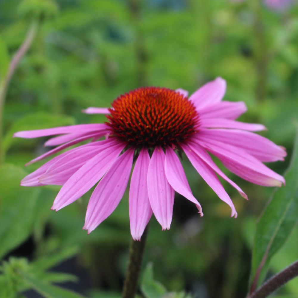 Echinacea purpurea Doubledecker (1lt)