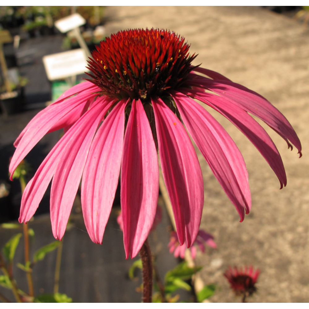 Echinacea Starlight (1lt)