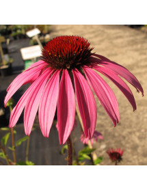 Echinacea Starlight (1lt)