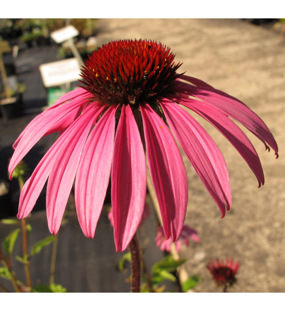 Echinacea Starlight (1lt)