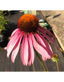 Echinacea Starlight (1lt)