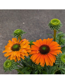 Echinacea sunseekers Mineola (3lt) Echinacea sunseekers Mineola (3lt)