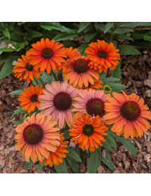 Echinacea sunseekers Mineola (3lt)