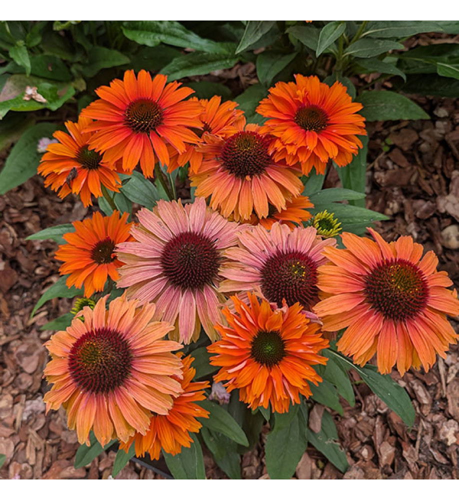 Echinacea sunseekers Mineola (3lt)