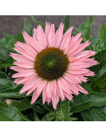 Echinacea sunseekers Salmon (3lt)