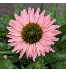 Echinacea sunseekers Salmon (3lt)