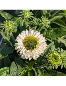 Echinacea sunseekers White Perfection(3lt) Echinacea sunseekers White Perfection(3lt)
