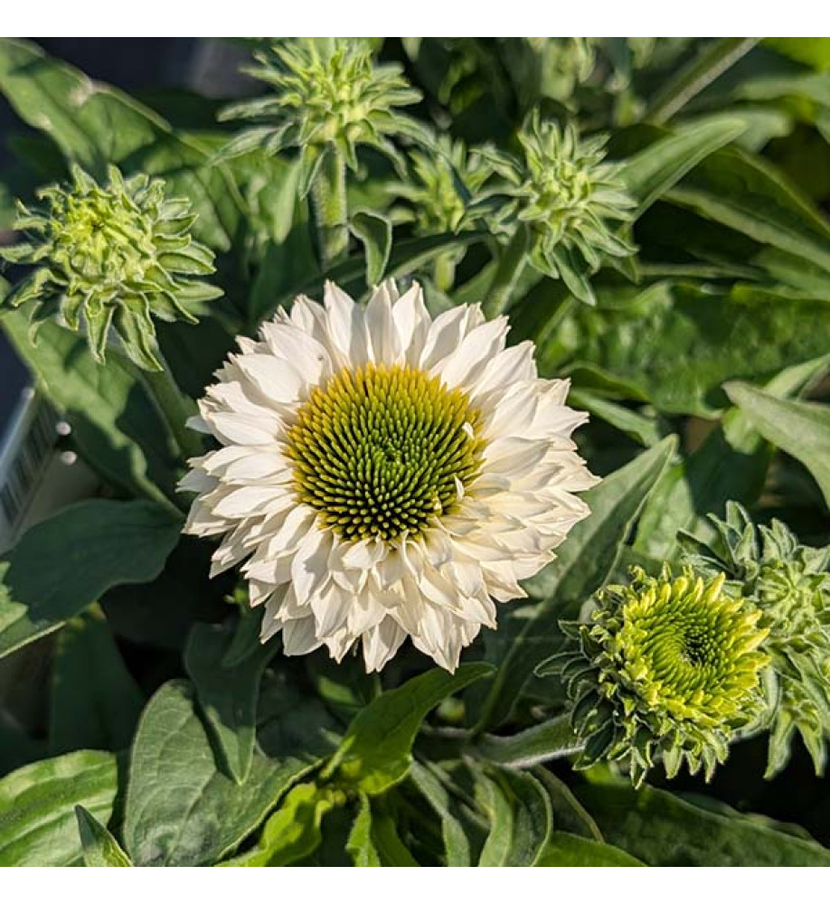 Echinacea sunseekers White Perfection(3lt)
