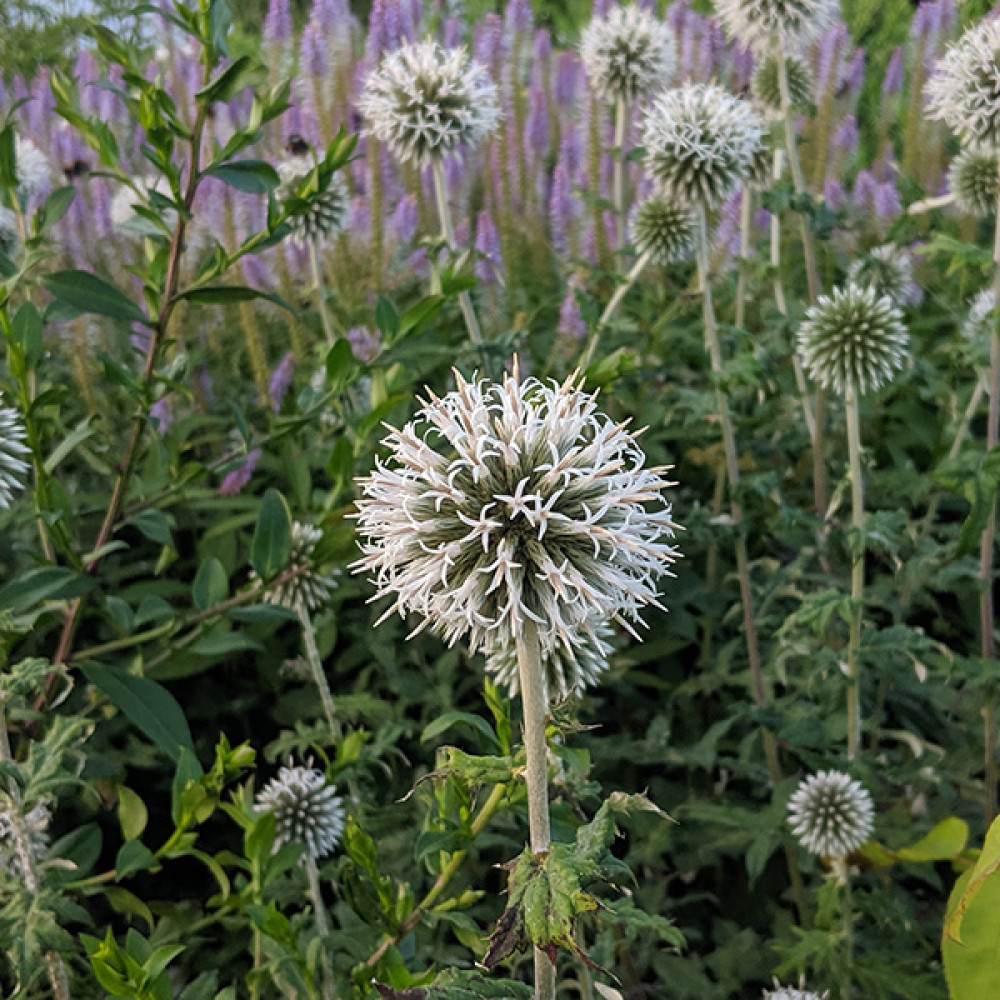Echinops sphaerocephalus Arctic Glow (1lt)
