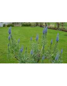 Echium candicans (1.5lt)