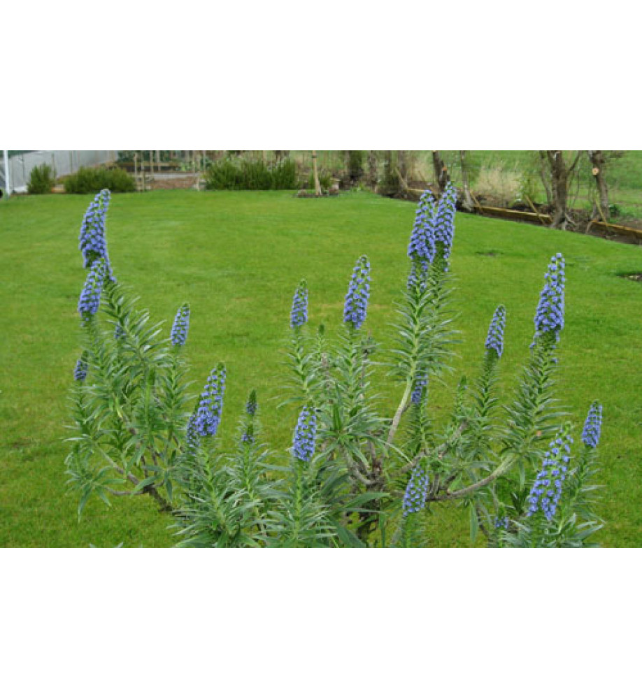 Echium candicans (1.5lt)