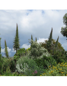 Echium pininana (1.5lt)