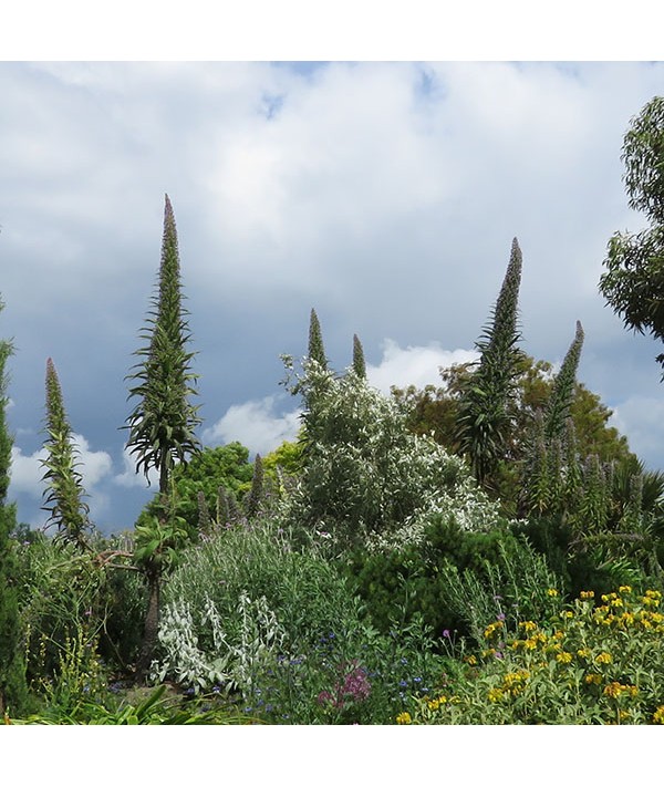 Echium pininana (3lt)